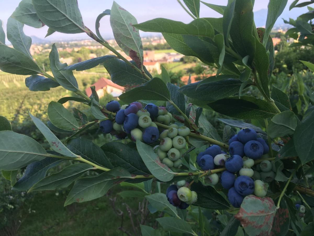 Agrialpi By Salfrutta Bed & Breakfast Bricherasio Екстериор снимка